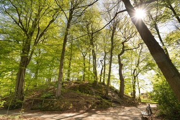 Elmendorfer Burg Ein idyllischer Hügel inmitten eines sonnendurchfluteten Waldes, von hohen Bäumen umgeben.