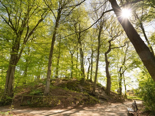Elmendorfer Burg Ein idyllischer Hügel inmitten eines sonnendurchfluteten Waldes, von hohen Bäumen umgeben.