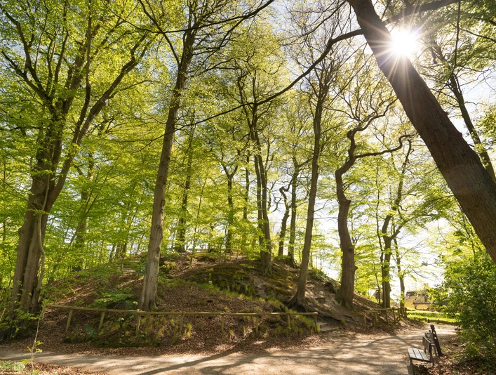 Elmendorfer Burg Ein idyllischer Hügel inmitten eines sonnendurchfluteten Waldes, von hohen Bäumen umgeben.