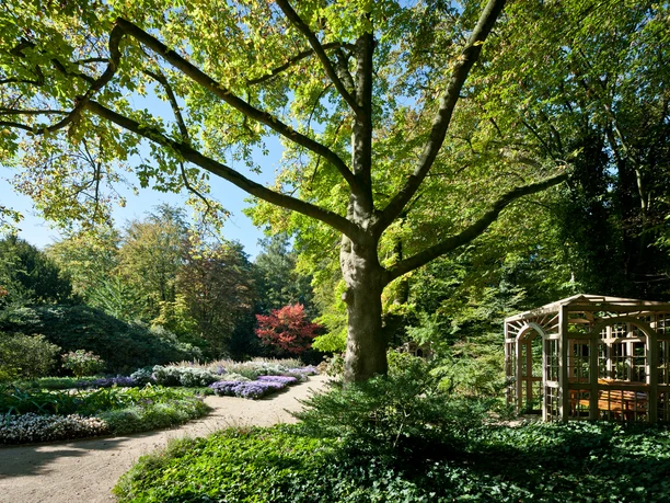 Großer Baum in einem gepflegten Garten mit blühenden Beeten und einer hölzernen Laube im Sonnenschein.