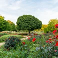 Blühender Garten mit gepflegtem Rasen, üppigen Blumenbeeten und einem großen, zentralen Baum.