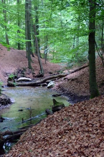 Bach schlängelt sich durch einen dicht bewaldeten Hang in sattem Grün, umgeben von Laub.