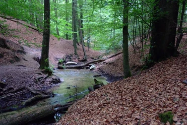 Bild Bach schlängelt sich durch einen dicht bewaldeten Hang in sattem Grün, umgeben von Laub.