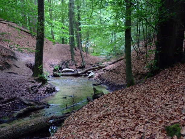 Bild Bach schlängelt sich durch einen dicht bewaldeten Hang in sattem Grün, umgeben von Laub.