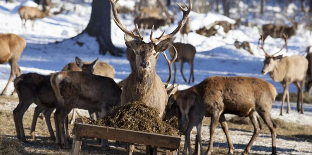 Winterzeit im Wald: Kinderwanderung zur Wildfütterung (Wallgau)