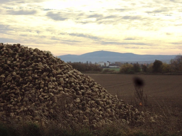 Zuckerrübenberg bei Salzgitter-Ohlendorf mit Blick zum Brocken