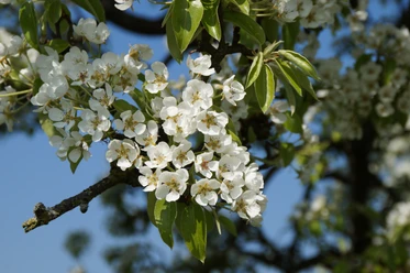 Obstblüten Blühender Ast eines Birnbaums mit weißen Blüten vor strahlend blauem Himmel in Leichlingen.