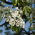 Obstblüten Blühender Ast eines Birnbaums mit weißen Blüten vor strahlend blauem Himmel in Leichlingen.