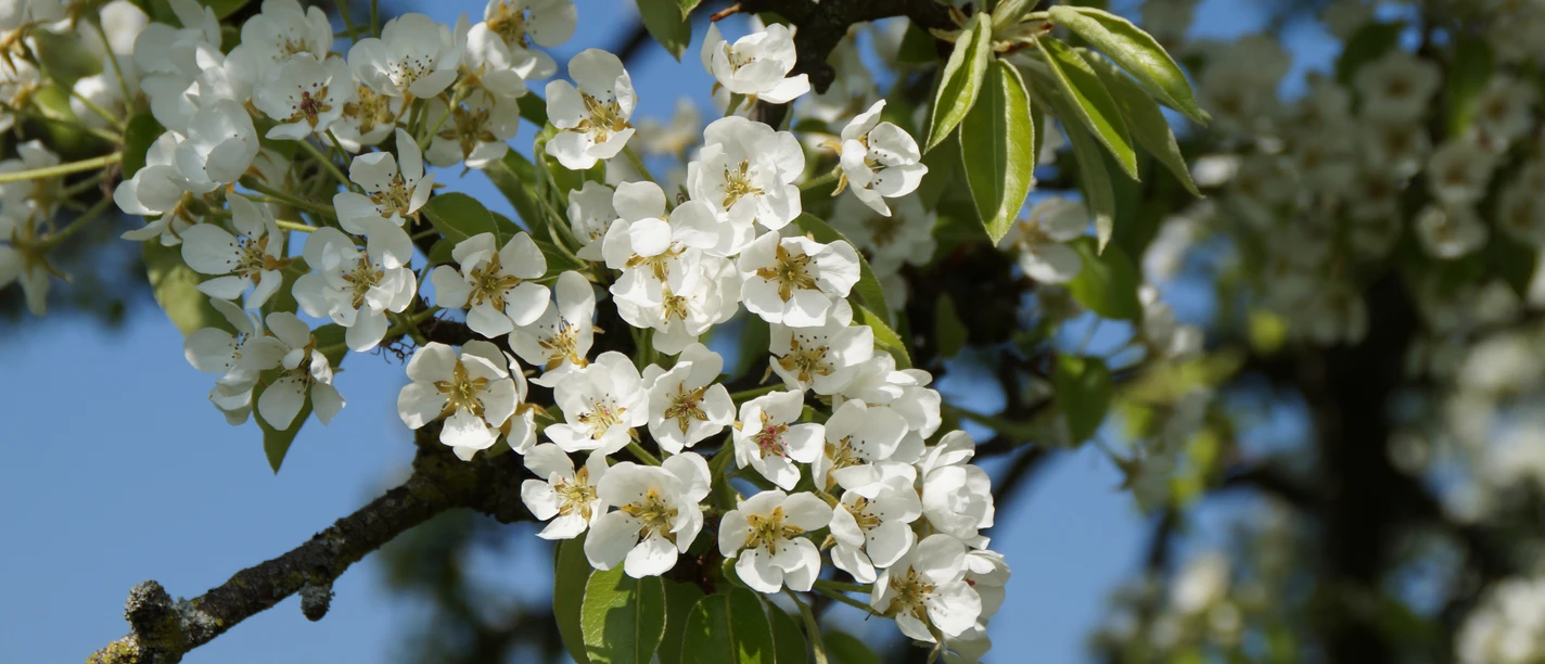 Obstblüten Blühender Ast eines Birnbaums mit weißen Blüten vor strahlend blauem Himmel in Leichlingen.
