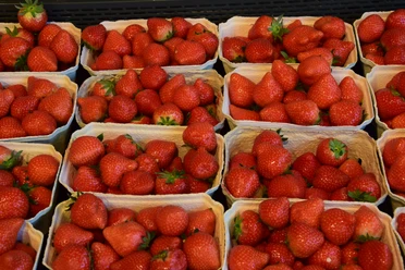 Erdbeeren Frische, leuchtend rote Erdbeeren in kleinen Pappkörben auf einem Marktstand angeordnet.