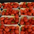Hofladen Birken Frische, leuchtend rote Erdbeeren in kleinen Pappkörben auf einem Marktstand angeordnet.