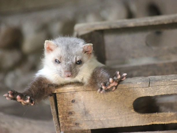 IMG_8190.JPG Ein Nerz in Aktion.