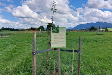 Streuobstwiese5.jpg