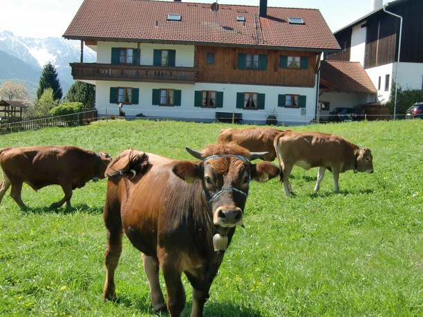 Haus und Rinder