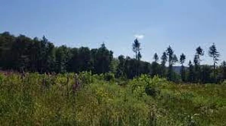 Bild.jfif Waldlandschaft unter blauem Himmel mit verschiedenen Bäumen und grüner Vegetation im Vordergrund.