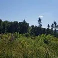 Bild.jfif Waldlandschaft unter blauem Himmel mit verschiedenen Bäumen und grüner Vegetation im Vordergrund.