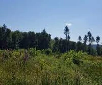 Bild.jfif Waldlandschaft unter blauem Himmel mit verschiedenen Bäumen und grüner Vegetation im Vordergrund.