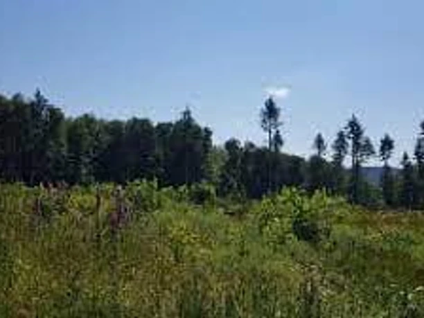 Bild.jfif Waldlandschaft unter blauem Himmel mit verschiedenen Bäumen und grüner Vegetation im Vordergrund.