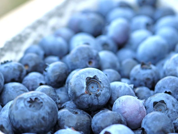 Frische Heidelbeeren vom Bioland Hof Wilkens Frische Heidelbeeren vom Bioland Hof Wilkens