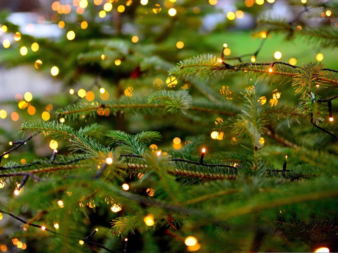 christbaumverkauf-willing-feuerwehr.jpg Lichterkette an Tannenzweigen in festlichem Glanz.
