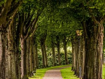 Der Wall entlang der Stadtmauer Laubgesäumter Fußweg entlang einer historischen Stadtmauer, flankiert von hohen, dichten Bäumen.