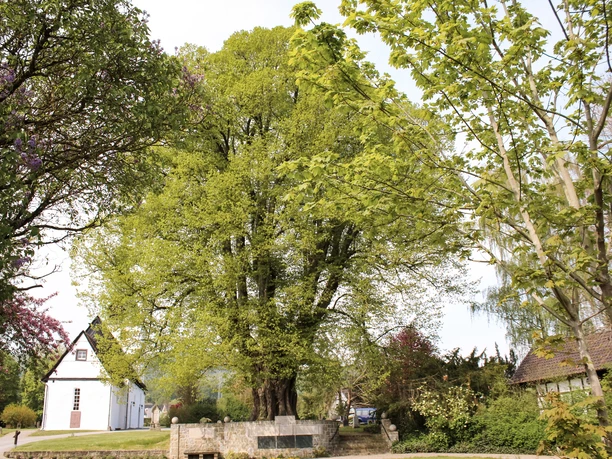 Eine beeindruckende, über tausendjährige Linde mit ausladender Krone, umgeben von Natur.