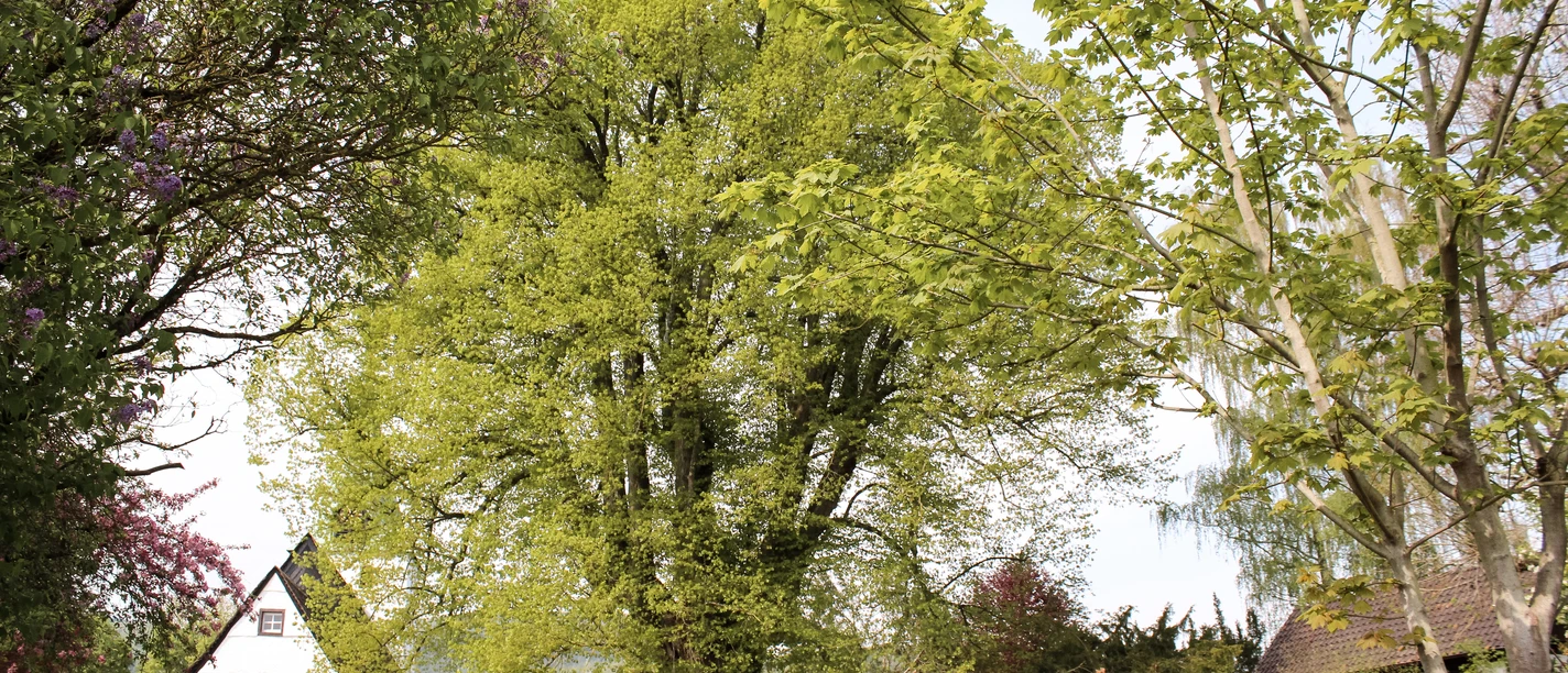 1000-jährige Linde Eine beeindruckende, über tausendjährige Linde mit ausladender Krone, umgeben von Natur.