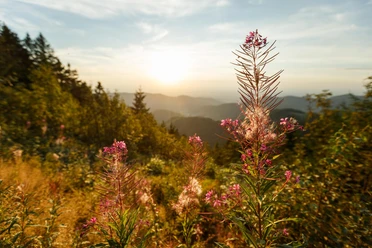 Nationalpark Schwarzwald