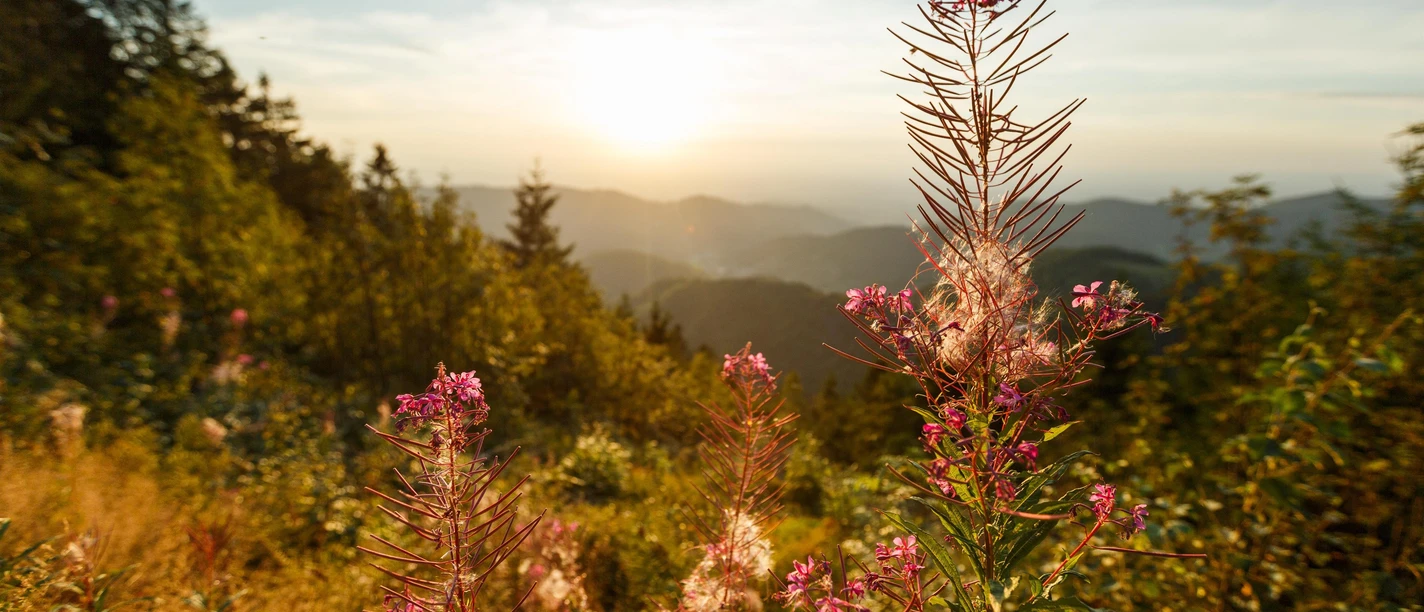 Nationalpark Schwarzwald