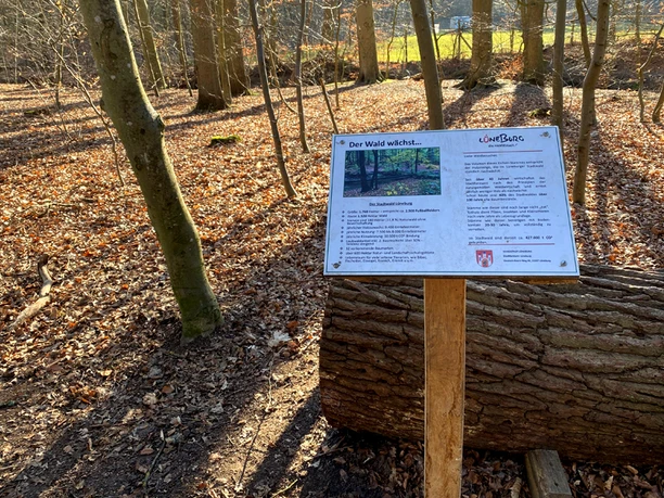 Rundweg durch den Wald wald, fluss. spaziergang, weg