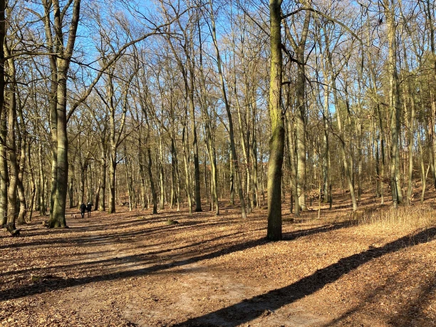 Idyllischer Wanderweg am Rand von Lüneburg Wald, Bäume