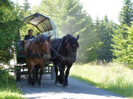 Planwagenfahrt durch den Nationalpark Kellerwald-Edersee