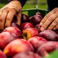 Bergische Äpfel <p>Zwei Hände greifen in eine Kiste voller roter Äpfel im Freien.</p>