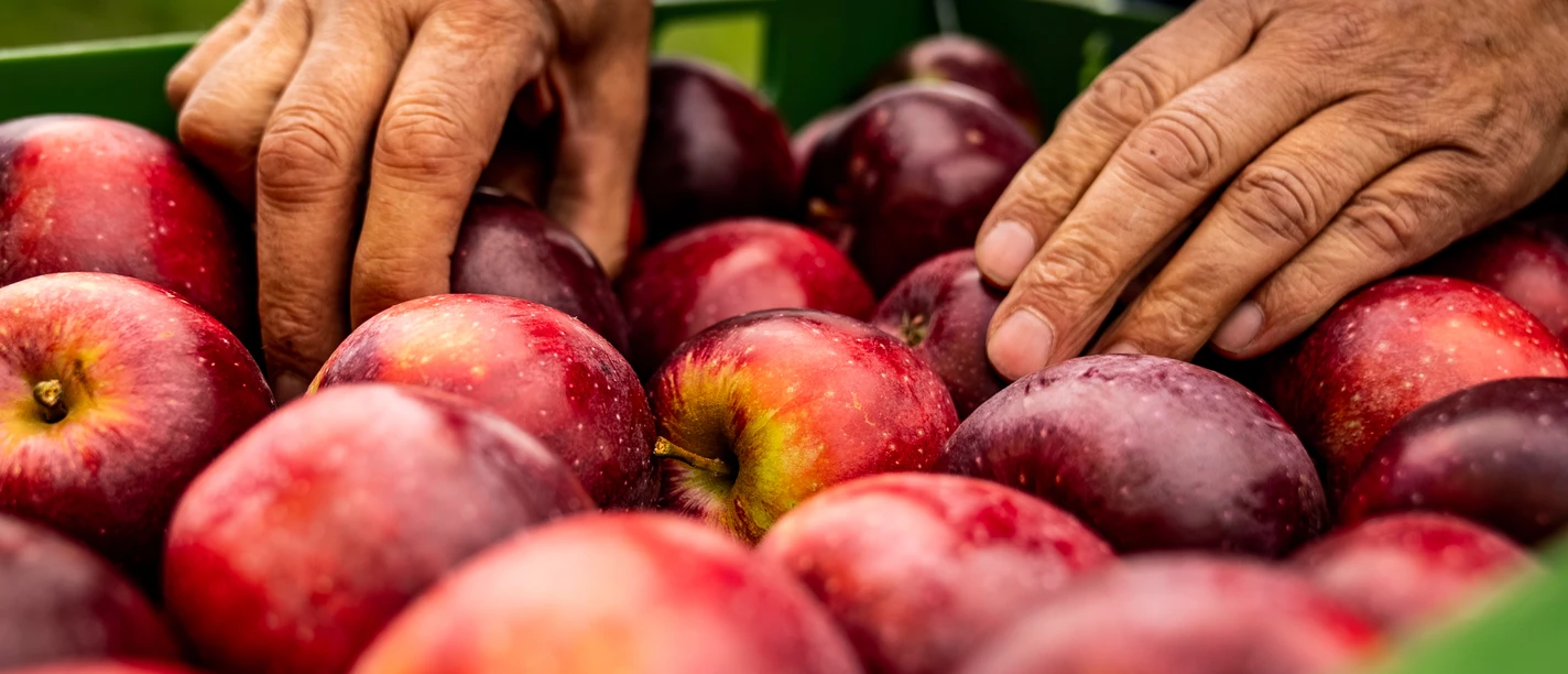 Bergische Äpfel <p>Zwei Hände greifen in eine Kiste voller roter Äpfel im Freien.</p>