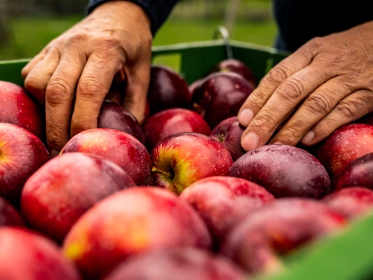 Bergische Äpfel <p>Zwei Hände greifen in eine Kiste voller roter Äpfel im Freien.</p>