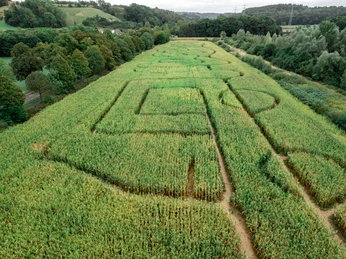 Maislabyrinth Luftaufnahme eines großen Maislabyrinths auf einem grünen Feld, umgeben von Bäumen und Hügeln.