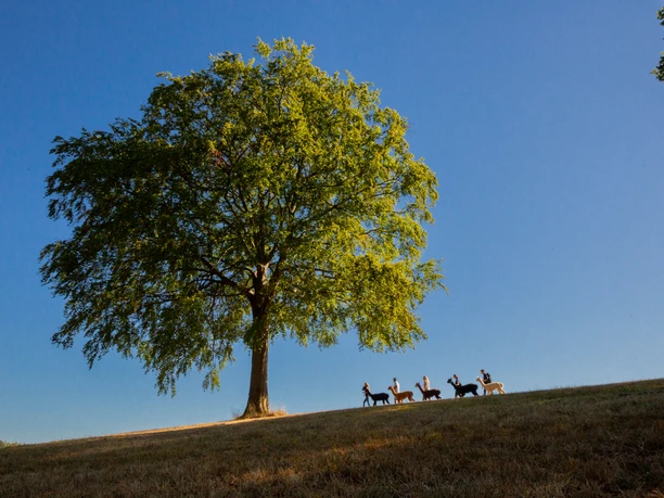 Alpakawanderung Eine Gruppe von Reitern zieht unter einem großen Baum auf einer sanft geschwungenen Wiese vorbei.