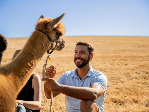 Alpakawanderung Ein Mann streichelt ein Alpaka auf einem sonnigen Feld, beide wirken entspannt und zufrieden.