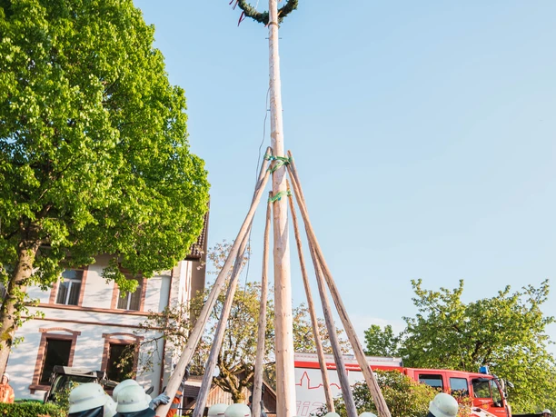 Maibaum 1596