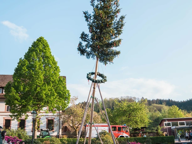Maibaum 1582