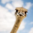 Straußenfarm Emminghausen Ein Straußkopf mit neugierigem Blick vor blauem Himmel und weißen Wolken.