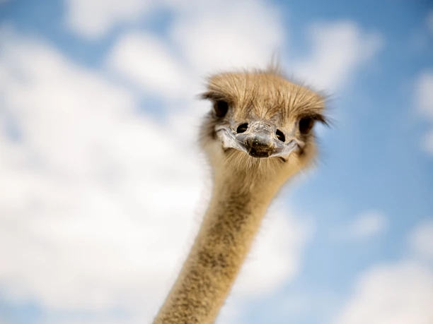 Straußenfarm Emminghausen Ein Straußkopf mit neugierigem Blick vor blauem Himmel und weißen Wolken.