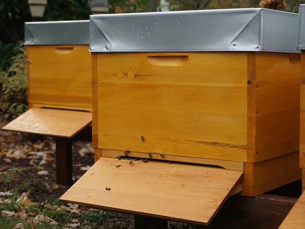 BienenWerk Goslar - Bienenwohnungen