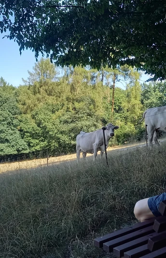 Blick auf Niederlungwitz