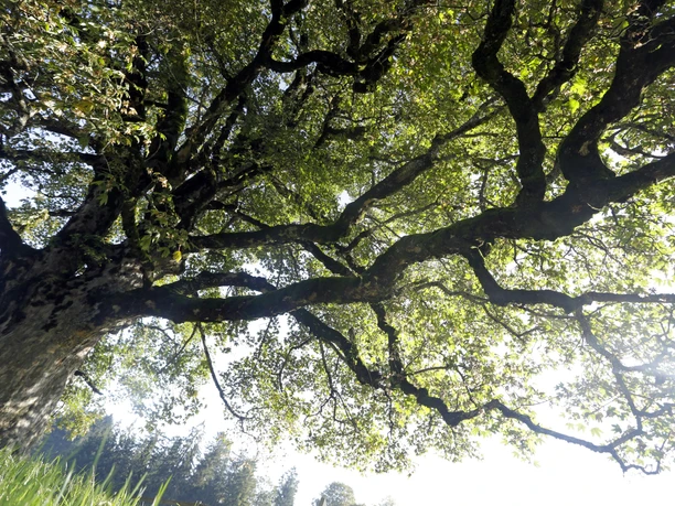 offer_img Kraftbaum, Heiligkreuz, Biosphäre Entlebuch
