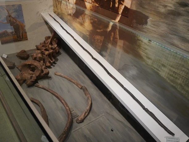 A display case in the museum shows preserved fossil bones and tools from the Ice Age.