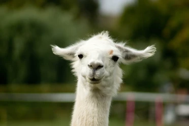 Lamasté - Dein Weg mit dem Lama Lamasté - Dein Weg mit dem Lama