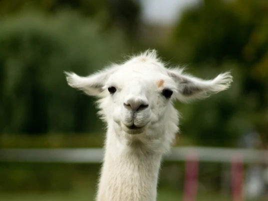 Lamasté - Dein Weg mit dem Lama Lamasté - Dein Weg mit dem Lama