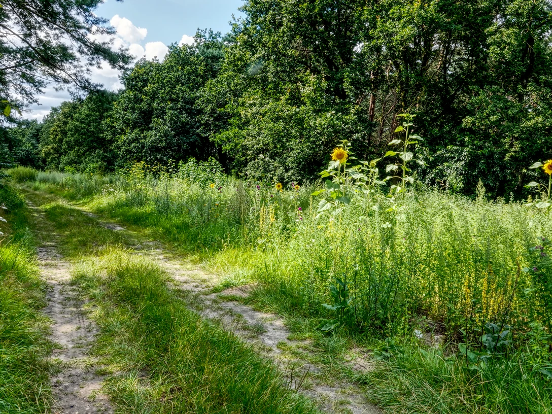 Alte Schafdrift_Börger_Naturpark Hümmling_©BvdH_DSC03453 1.jpg