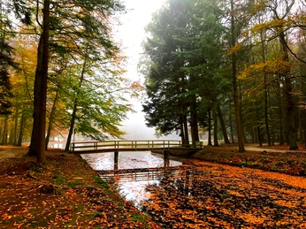 Waldpark von Schloss Clemenswerth in Sögel, Herbstspaziergang ©Naturpark Hümmling (11).jpg